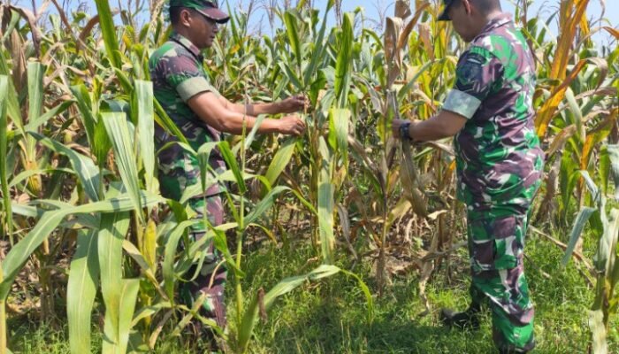 Babinsa Kodim Lamongan Tak Kenal Lelah Dampingi Petani: Menyemai Harapan Dari Ladang Negeri