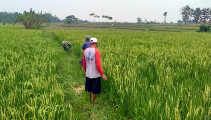 Babinsa Kodim Ngimbang Aktif Dampingi Petani Lewat Komunikasi Sosial