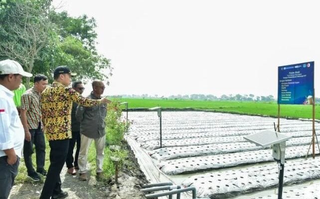 Panen Berlimpah Di Lamongan: “Beras Sehat” Tembus 10 Ton per Hektare