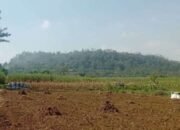 Gondomayu: Aroma Surgawi Gang Menjelma Jadi Misteri Gunung Mayat