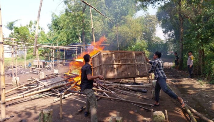 Polsek Bagor Tindak Lanjut Aduan Warga, Bongkar Arena Perjudian Sabung Ayam di Sugihwaras
