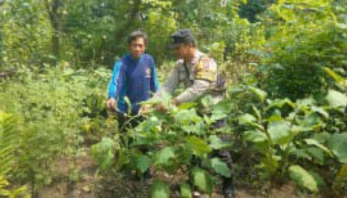 Warga Jatirejo Manfaatkan Lahan Pekarangan, Polres Nganjuk Dukung Ketahanan Pangan Lokal