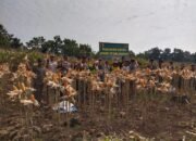 Panen Jagung Di Solokuro: Harmoni TNI, Pemerintah, Dan Alam Wujudkan Ketahanan Pangan