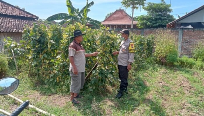Modal Lahan Kosong, Untung Berlipat, Inilah Jurus Jitu Warga Sonopatik Nganjuk Dukung Ketahanan Pangan