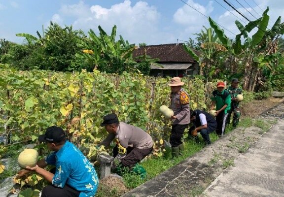Kapolsek Karanggeneng Petik Melon Perdana, Simbol Dukung Ketahanan Pangan Lewat Program P2B