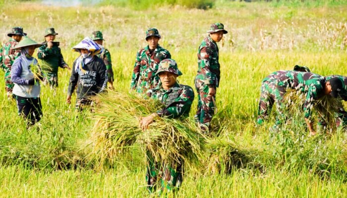 Dukung Ketahanan Pangan, Satgas TMMD125 Bojonegoro Panen Padi Bersama Poktan