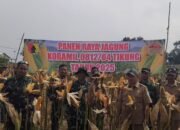 Semangat Kebersamaan Untuk Negeri: Panen Jagung Warnai Harmoni TNI, PPL, Dan Petani Di Tikung