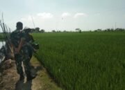 Babinsa Kodim Lamongan Terus Bergerak: Menyemai Harapan Di Lahan Demplot PMJ 01