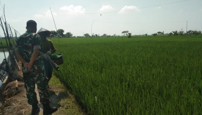 Babinsa Kodim Lamongan Terus Bergerak: Menyemai Harapan Di Lahan Demplot PMJ 01