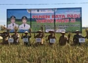 Semangat Swasembada Pangan: Bupati Lamongan Pimpin Panen Raya Padi Inpari 32 Di Desa Kedali Kecamatan Pucuk Kabupaten Lamongan