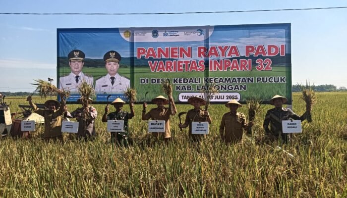 Semangat Swasembada Pangan: Bupati Lamongan Pimpin Panen Raya Padi Inpari 32 Di Desa Kedali Kecamatan Pucuk Kabupaten Lamongan