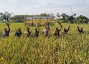 Sinergi TNI Dan Petani, Panen Raya PMJ 01 Warnai Harapan Baru Ketahanan Pangan Di Lamongan