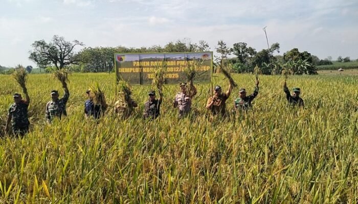Sinergi TNI Dan Petani, Panen Raya PMJ 01 Warnai Harapan Baru Ketahanan Pangan Di Lamongan