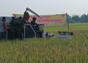 Dukung Ketahanan Pangan, Dandim Lamongan Panen Raya Bersama Petani Di Kembangbahu