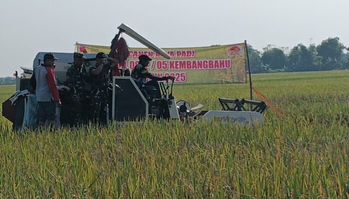 Dukung Ketahanan Pangan, Dandim Lamongan Panen Raya Bersama Petani Di Kembangbahu