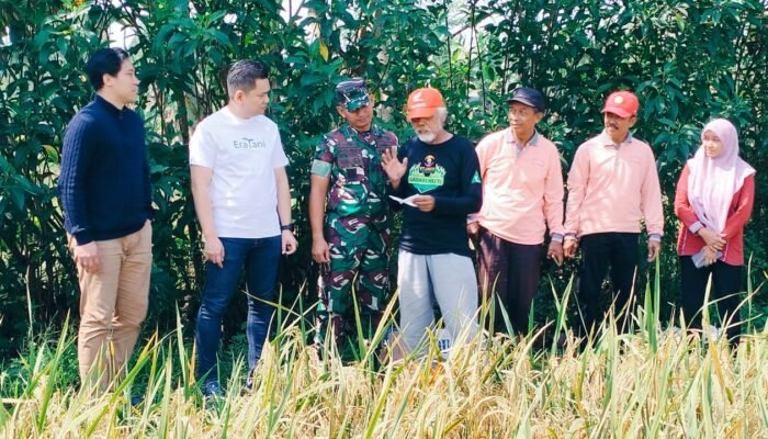 Dukung Ketahanan Pangan, Dandim Lamongan Panen Padi Bersama Petani Di Tikung
