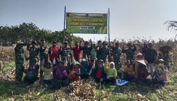 Panen Jagung Di Kedungpring: Bukti Nyata Sinergi Untuk Ketahanan Pangan