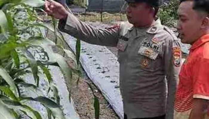 Polsek Pucuk Tunjukkan Kepedulian Dengan Patroli Rutin Ke Lahan Pertanian, Dukung Ketahanan Pangan Lamongan