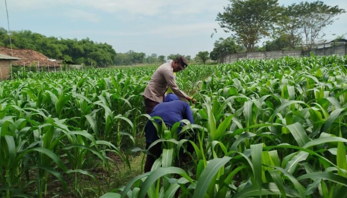 Wujudkan Ketahanan Pangan, Polsek Patianrowo Manfaatkan Lahan Depan Pos Polisi Jadi Kebun Produktif