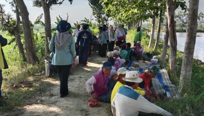 Babinsa Koramil Sugio Dan Dinas Pertanian Bersinergi, Edukasi Petani Gondanglor tentang Ancaman Hama Wereng