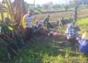 Anggota Koramil Sukorame Bantu Poktan Ngudi Tani Panen Padi