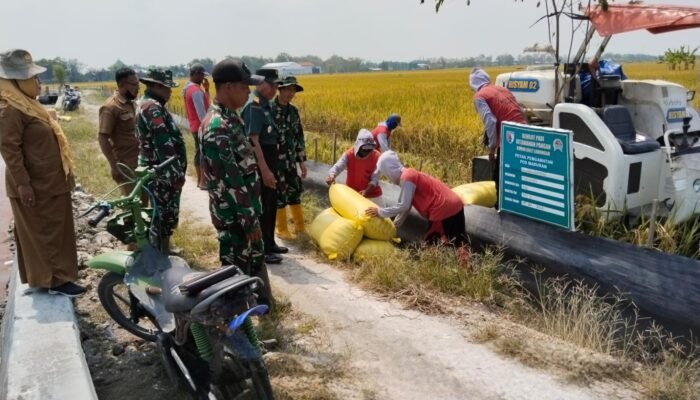 Sinergi Petani Dan TNI, Padi PMJ 01 Hasilkan Panen Melimpah Di Maduran
