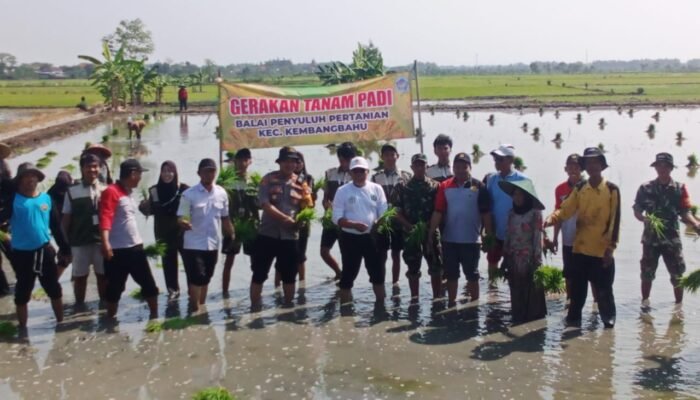 Sinergi TNI Dan Petani, Babinsa Kembangbahu Dampingi Gerakan Tanam Padi Di Sidomukti