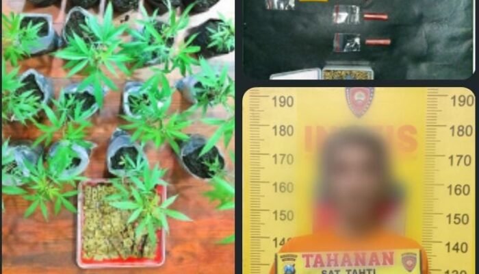 Polres Malang Berhasil Amankan Bandar Sabu Miliki Kebun Ganja di Tumpang