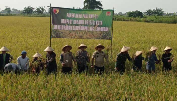 Sinergi TNI Dan Petani Panen Raya PMJ 01, Langkah Nyata Menuju Ketahanan Pangan Lamongan