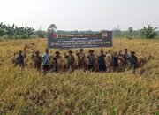 Panen Raya PMJ 01 Bukti Nyata Harmoni TNI, Pemerintah, Dan Petani Di Turi Lamongan