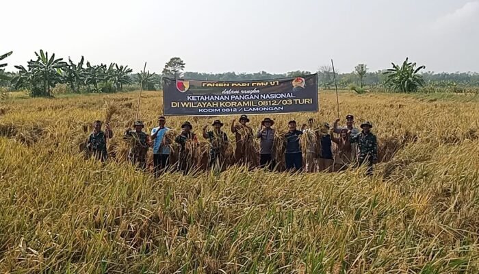 Panen Raya PMJ 01 Bukti Nyata Harmoni TNI, Pemerintah, Dan Petani Di Turi Lamongan