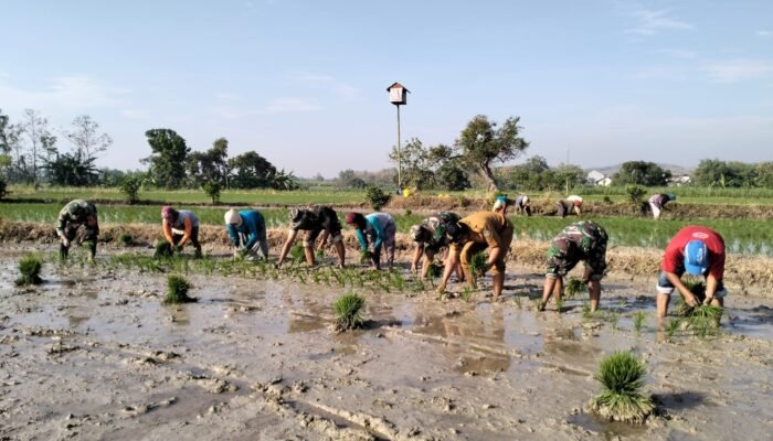 Sinergi Untuk Sawah Subur Koramil Mantup, Perangkat Desa, Dan Petani Tanam Harapan Lewat Padi Unggul PMJ 01