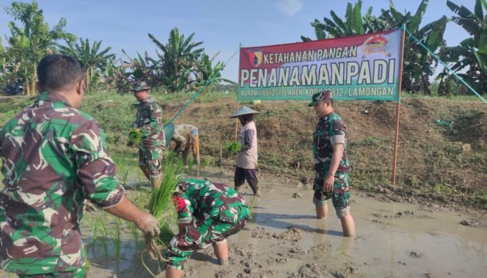 Babinsa Koramil Laren Tanam Padi Bersama Wujudkan Ketahanan Pangan Nasional