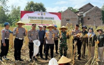 Menuju Swasembada Pangan, Kapolres Trenggalek Bersama Warga Panen Raya Jagung