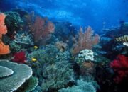 11 Taman Laut Terindah di Indonesia: Surga Bawah Laut yang Wajib Dikunjungi
