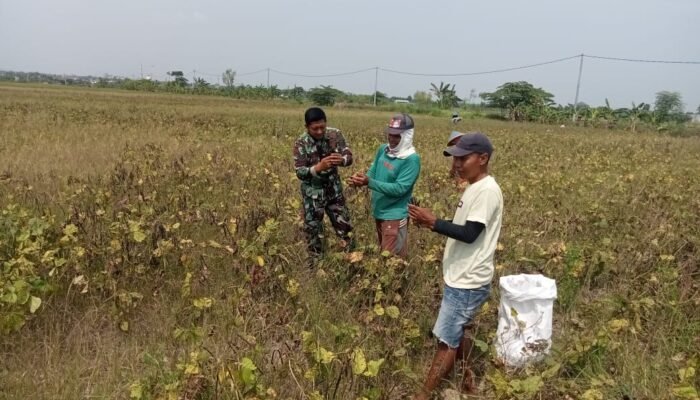 Sinergi TNI Dan Petani Babinsa Koramil Pucuk Dampingi Panen Kedelai Demi Ketahanan Pangan Bangsa