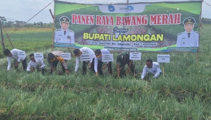 ‎Pj Danramil Sukorame Dampingi Bupati Lamongan dalam Panen Raya Bawang Merah