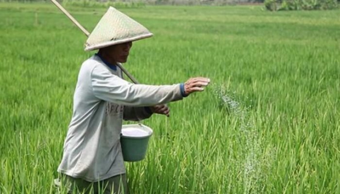 Jatah Pupuk Subsidi di Tuban Fantastis, Tapi Ancaman Mafia Masih Membayangi