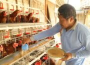 Resep Jitu Disnakkan Bojonegoro Rawat Ayam Petelur Biar Produktif Maksimal