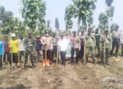 Sinergi TNI, Polri, Muspika, Perhutani, Dan Petani Dukung Ketahanan Pangan Lewat Tanam Jagung Serentak