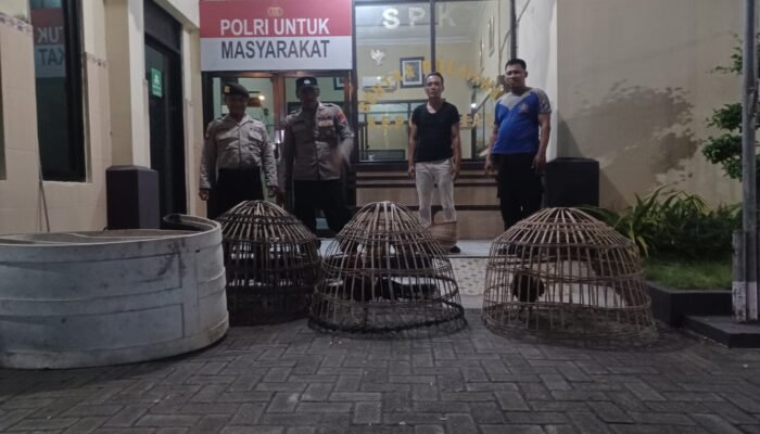Polres Lamongan Grebek Dua Arena Judi Sabung Ayam Di Dua Kecamatan