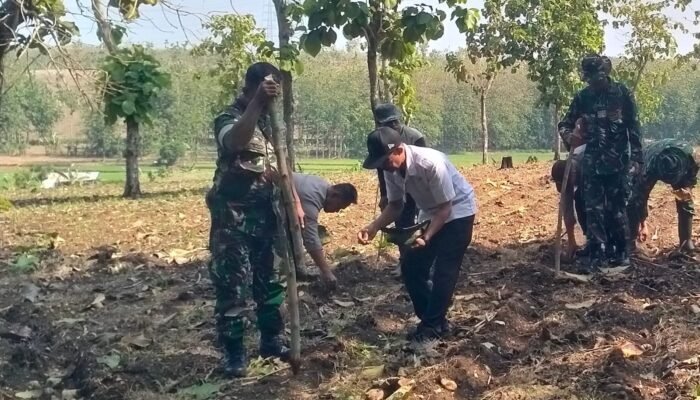 TNI, Perhutani Dan Petani Menanam Harapan, Menuai Ketahanan Pangan ‎