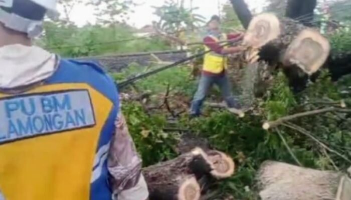 ‎Diterpa Hujan Dan Angin,Pohon Tumbang Di Lamongan Lumpuhkan Jalan Nasional