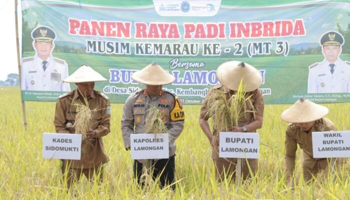 ‎Panen Raya Padi Inbrida,Wujud Ketangguhan Petani Lamongan Di Musim Kemarau
