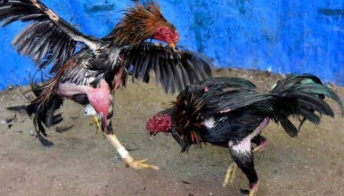 Pasca Dirazia, Arena Judi Sabung Ayam di Sugihwaras Nganjuk Malah Ramai Lagi