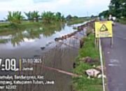 Tergenang Air, Pemasangan TPT di Tuban Diduga Langgar Aturan Teknis