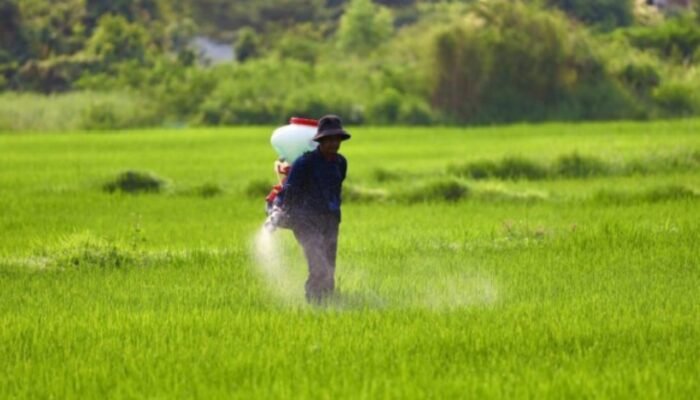 Pupuk Murah di 2025, Ini Daftar Harga Baru dan Himbauan Pemerintah