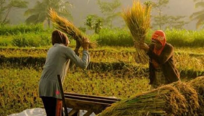 Lonjakan Tajam, Produksi Padi Bojonegoro 2025 Naik Hampir 176 Ribu Ton