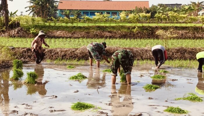 ‎TNI Dampingi Petani Ngimbang Tanam Padi Unggul PMJ