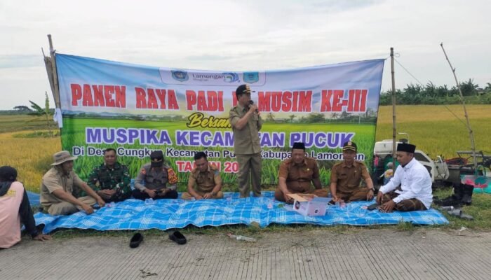 ‎Pesona Panen Raya Padi MT III Didesa Cungkup Kecamatan Pucuk Kabupaten Lamongan